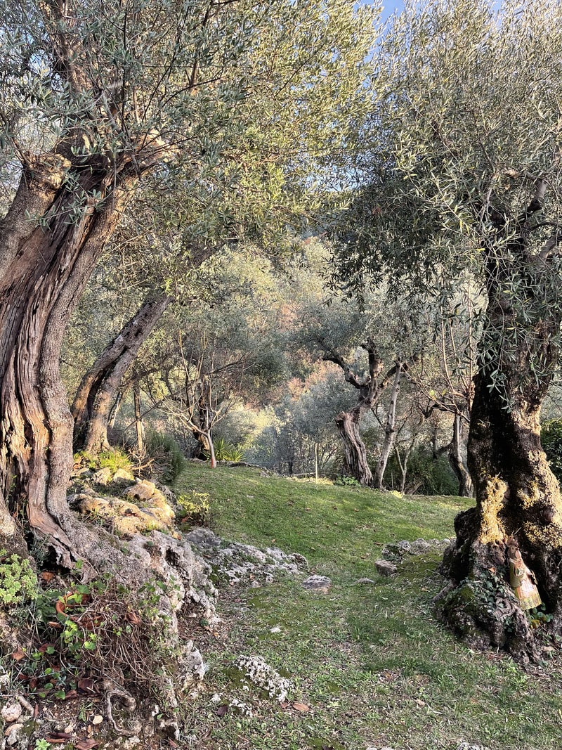 Olivenblättertee lose 100g - Image 3